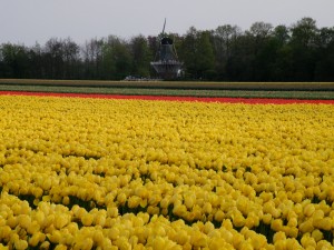 Flowers and a mill at Keukenhof